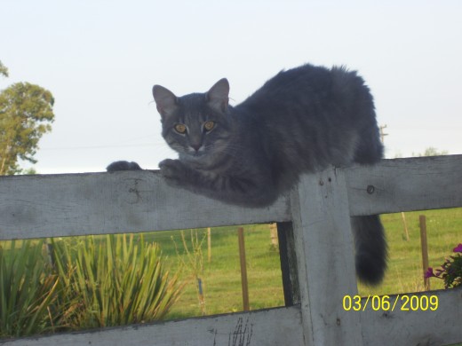 era un gato muy mimoso inteligente trankilo y cazador 